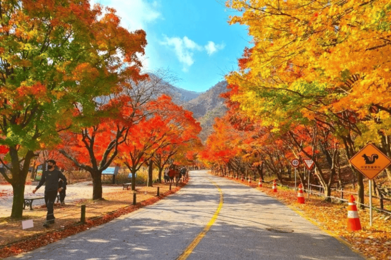 Seoul: Classic Naejangsan National Park One Day Tour