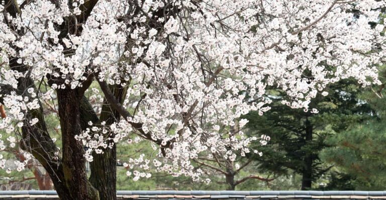 Seoul: Gyeongbokgung Palace Tour & Lunch at Authentic Market