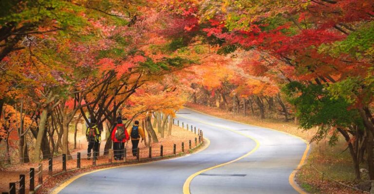 Seoul: Naejangsan National Park Autumn Foliage Day Tour