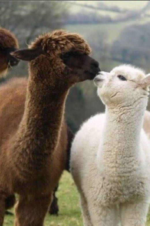 Seoul: Nami and K-Garden With Optional Alpaca Winter Tour - Nami Island Attractions