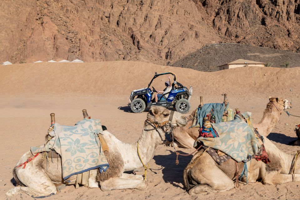 Sharm El-Sheikh: Bedouin Tent and Buggy Desert Day Tour - Tour Overview and Pricing