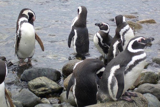 Shore Excursion: Magellan Penguins Natural Reserve in Magdalena Island From Punta Arenas - Itinerary and Activities