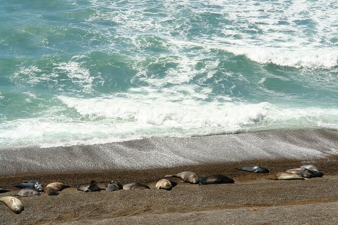 Shore Excursion Peninsula Valdes With Box Lunch &Entry Fee Madryn - Inclusions and Accessibility