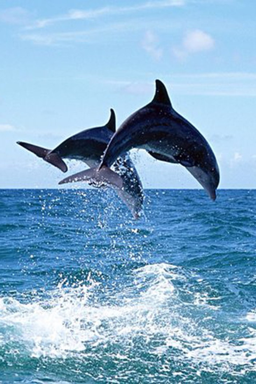 Side: Dolphin Island Boat Tour With Lunch And Soft Drinks - Tour Overview and Pricing