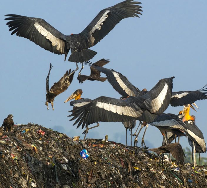 Siem Reap: Prek Toal Tonle Sap Biosphere Reserve Tour - Tour Overview and Pricing