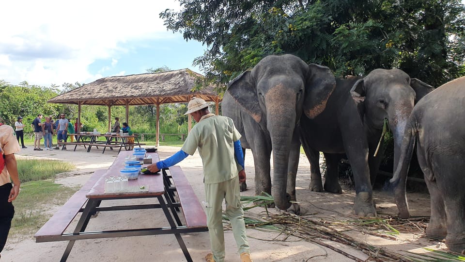 Siem Reap: Small Group Tour of Kulen Elephant Forest - Tour Overview