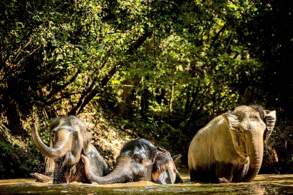 Siem Reap: Small Group Tour of Kulen Elephant Forest - Tour Overview and Pricing