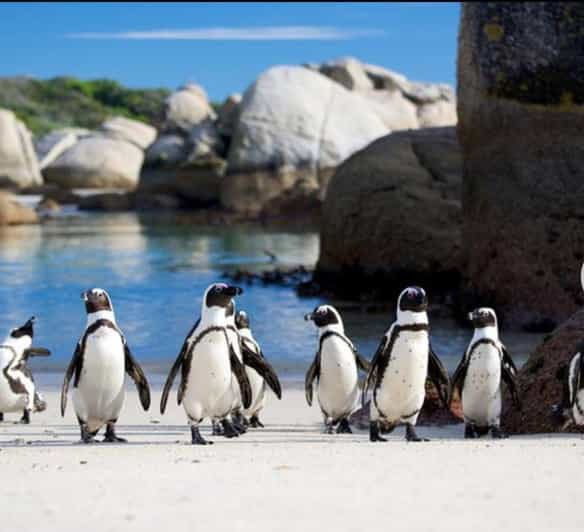 Small Group: African Penguins,Boulders Beach-Half-Day Tour. - Tour Overview and Pricing