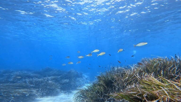 Snorkeling Guided Tour in Beautiful Marathopoli