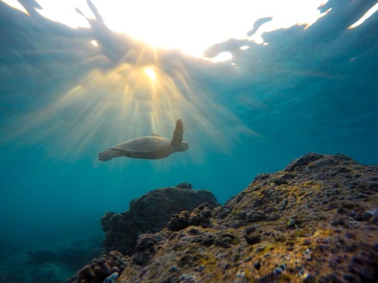 Snorkeling in Trincomalee