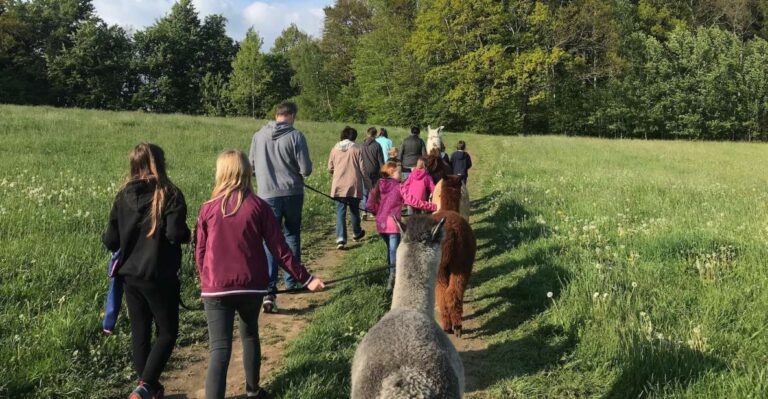 Sohland an Der Spree: Walk With an Alpaca