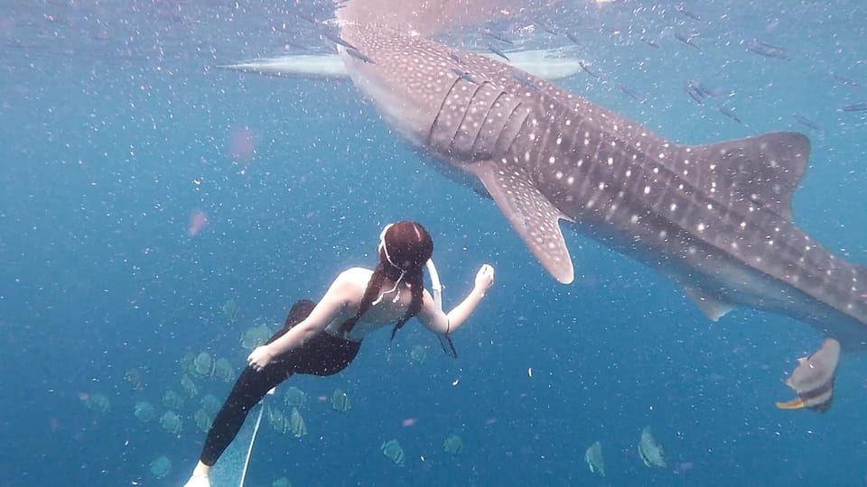 South Cebu:Oslob Whale Sharks & Inambakan Falls Journey - Tour Overview