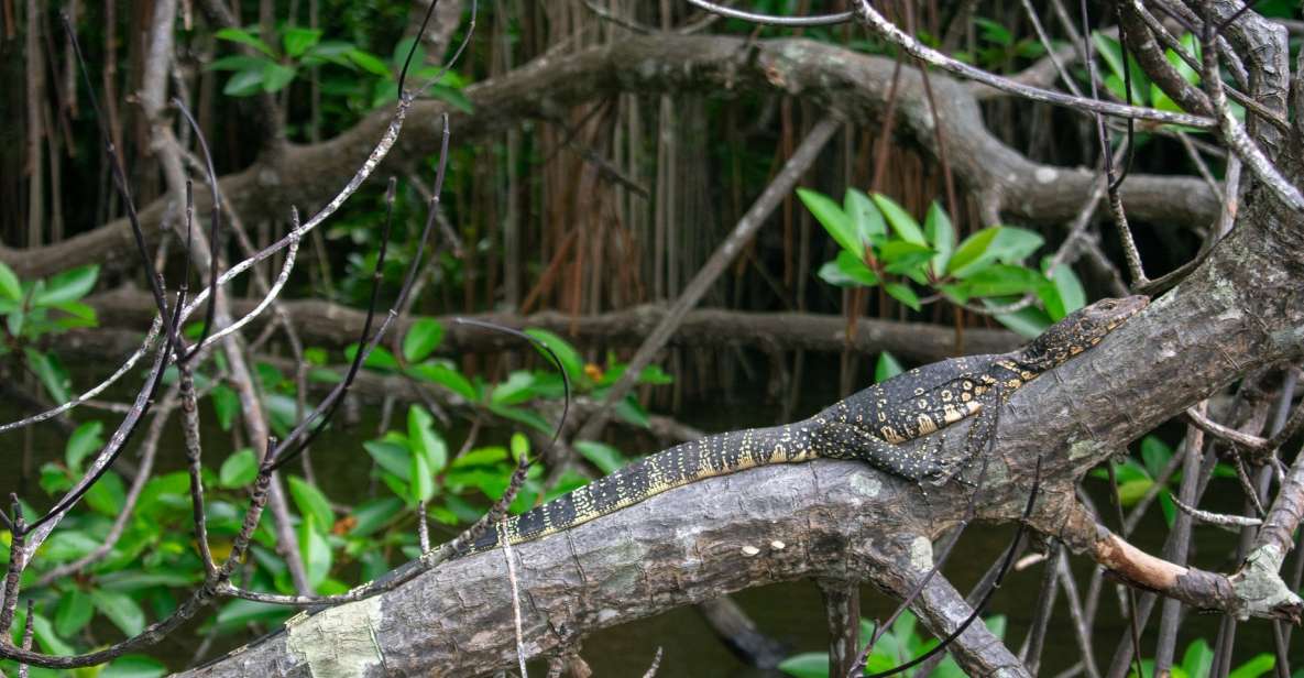 Sri Lanka Bentota: Mangrove Lagoon and River Cruise - Activity Overview