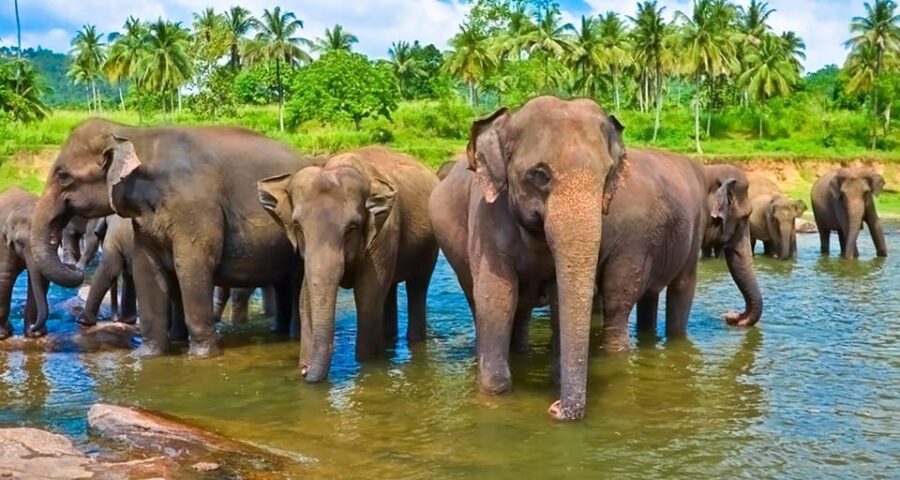 Sri Lanka: Explore the Wonders in 6 Days