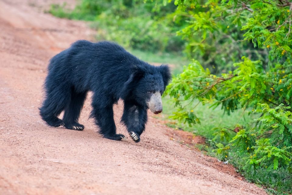 Sri Lanka: Private Yala National Park Safari Trip - Safari Overview and Pricing