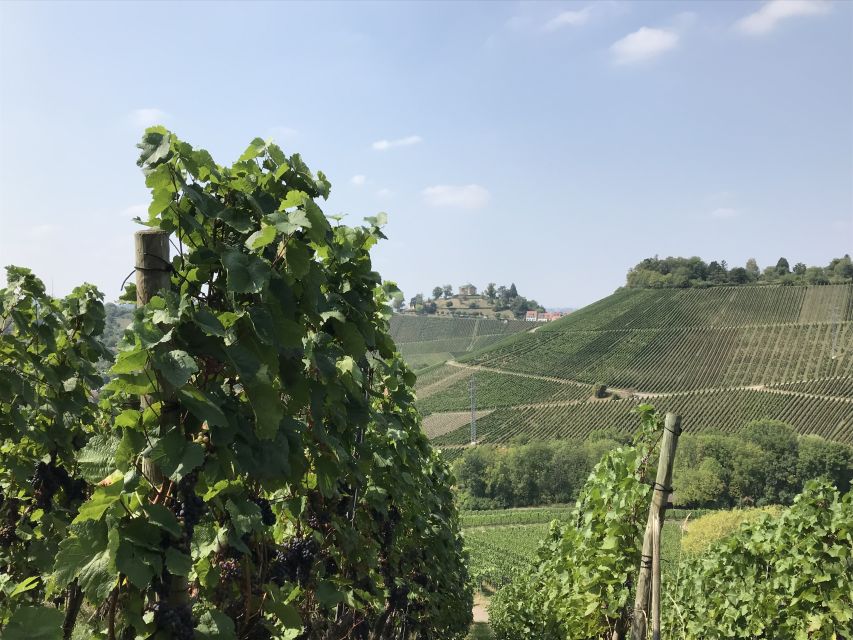 Stuttgart: 2-Hour Vineyard Hike With Tastings - Overview of the Experience