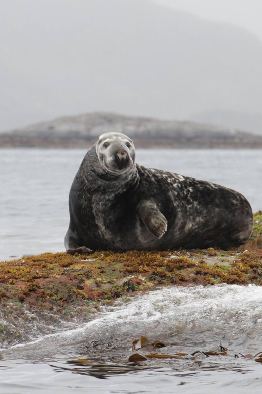 Summer Snorkeling With Grey Seals - Location and Meeting Details