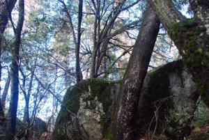 Sunny Pines Cottage - Facilities and Amenities
