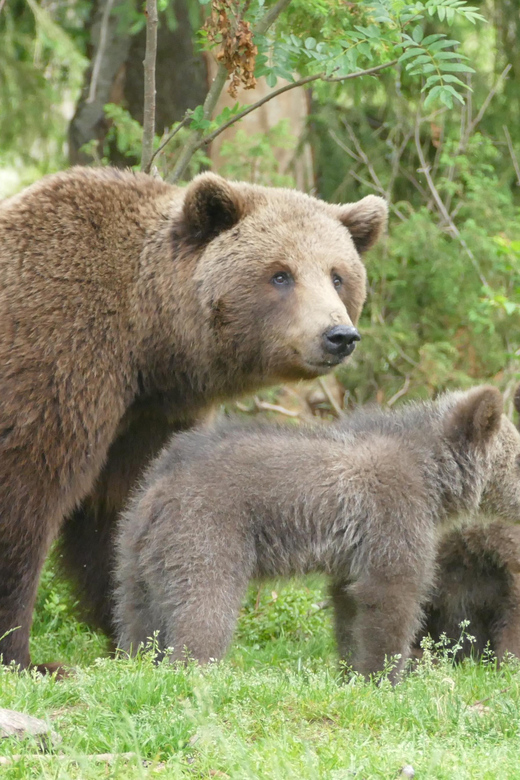 Suomussalmi, Finland: Bear Watching and Photography Night - Wildlife and Bear Population