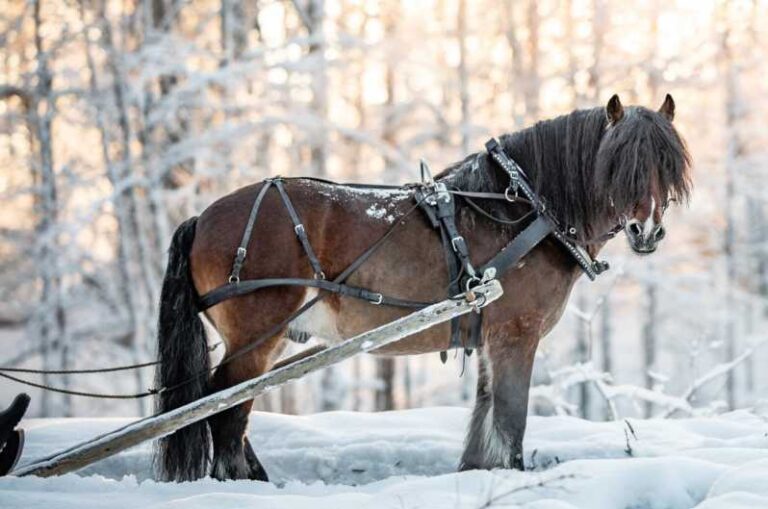 Sweden: Work in the Forest With Horses