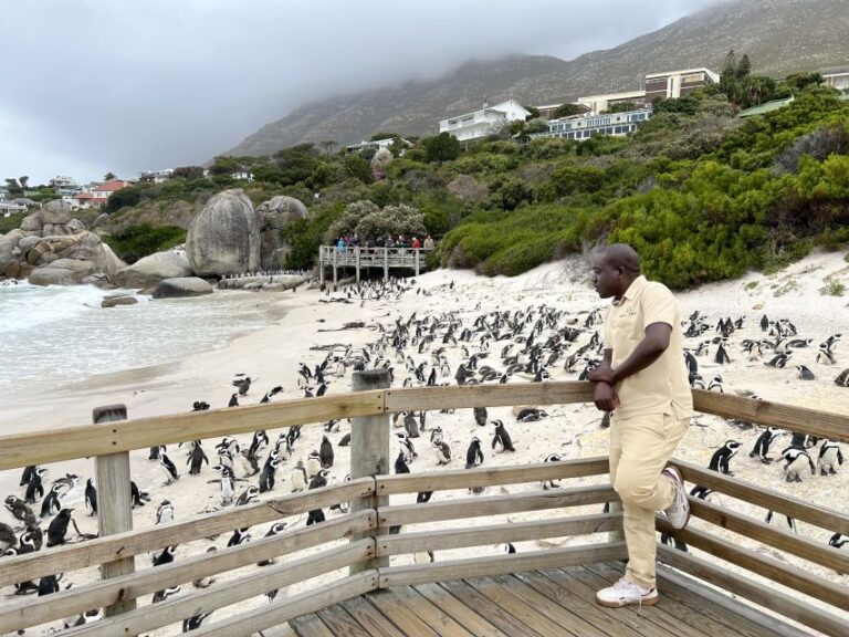 Swim With Penguins at Boulders Beach Penguin Colony