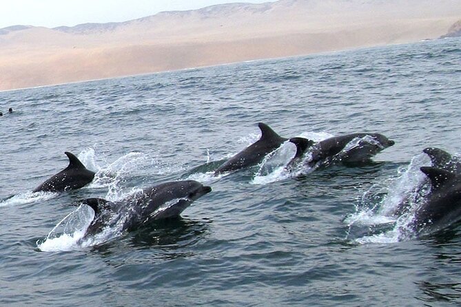 Swimming With Sea Lions in Islas Palomino Lima - Overview of the Experience