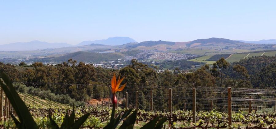 Table Mountain & Constantia Wine Estate Private Combo Tour - Tour Overview