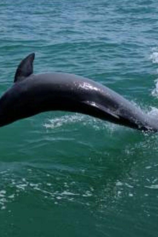 Tampa Bay: Dolphin Shelling Snorkeling Cruise - Pricing and Booking Details