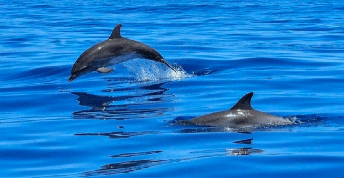 Tampa Bay: Dolphin Shelling Snorkeling Cruise - Tips for a Great Experience