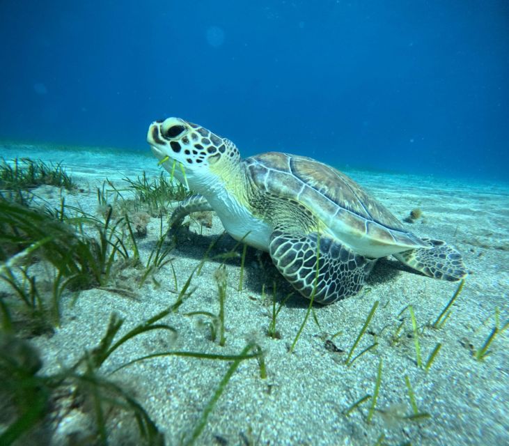 Tenerife: Half-Day Snorkeling Tour - Tour Overview