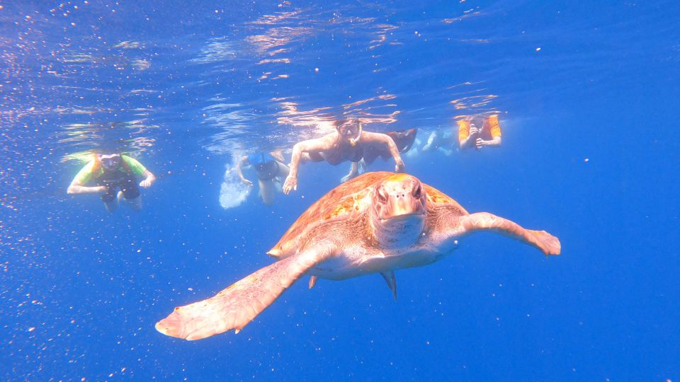 Tenerife: Kayak and Snorkel With Turtles - Activity Overview