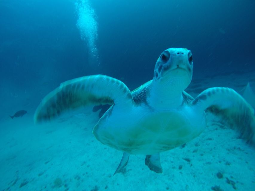 Tenerife: Private Dive for Beginners From a Boat