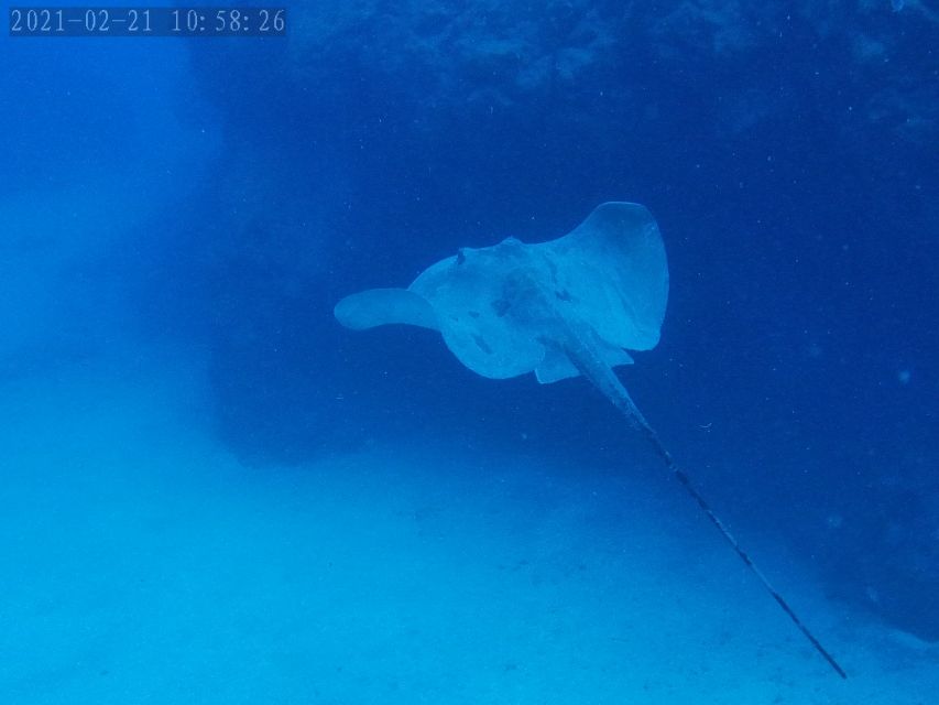 Tenerife: Puerto Colon Certified Scuba Dive by Speed Boat - Activity Overview