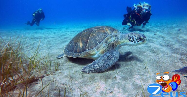 Tenerife Scuba Diving for Certified Divers