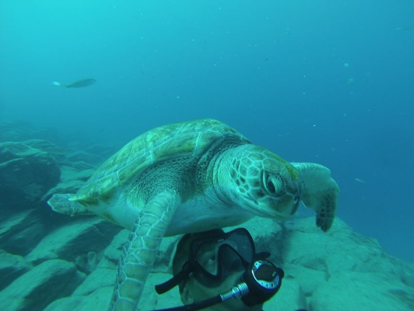 Tenerife: Scuba Diving for Certified Divers in Tenerife - Activity Overview