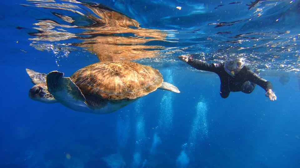 Tenerife: Snorkel With Turtles - Tour Overview