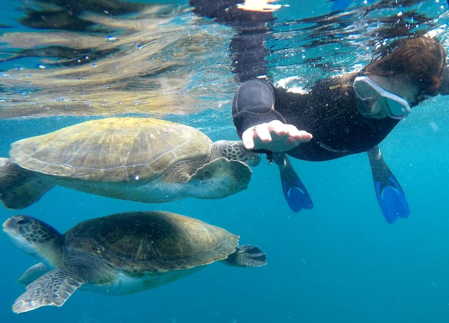 Tenerife: Snorkeling Trip in a Turtle Habitat - Trip Overview and Details