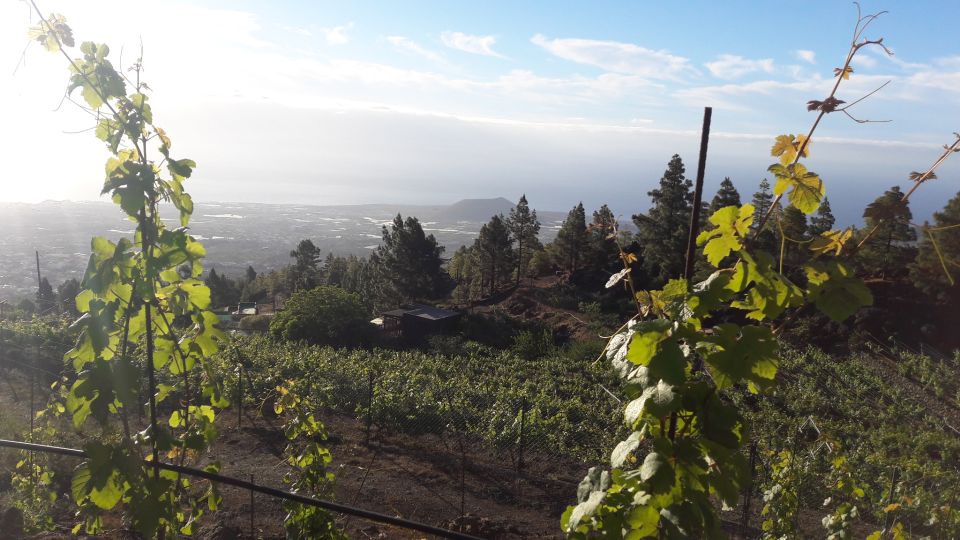 Tenerife: Tour of an Organic Vineyard With Tasting & Snacks - Tour Overview