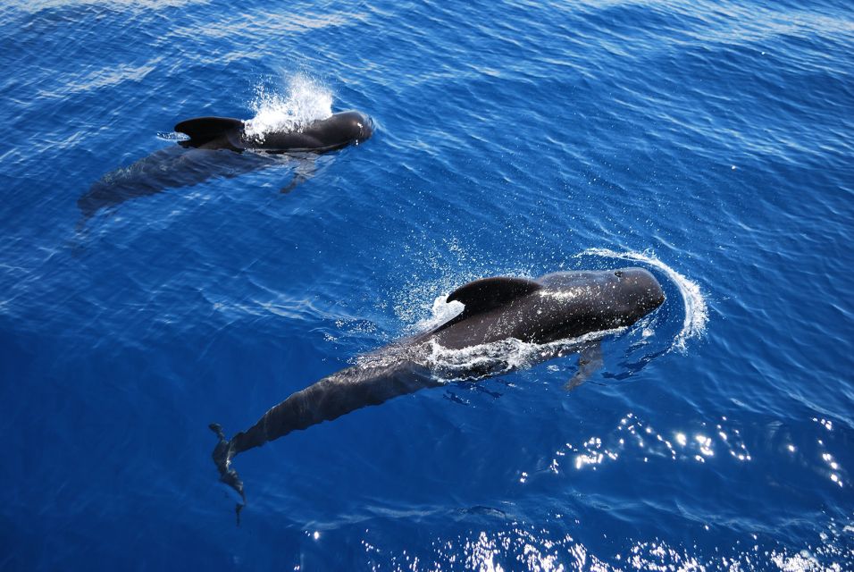 Tenerife: Viking Cruise With Drinks, Whales & Dolphins - Overview and Pricing