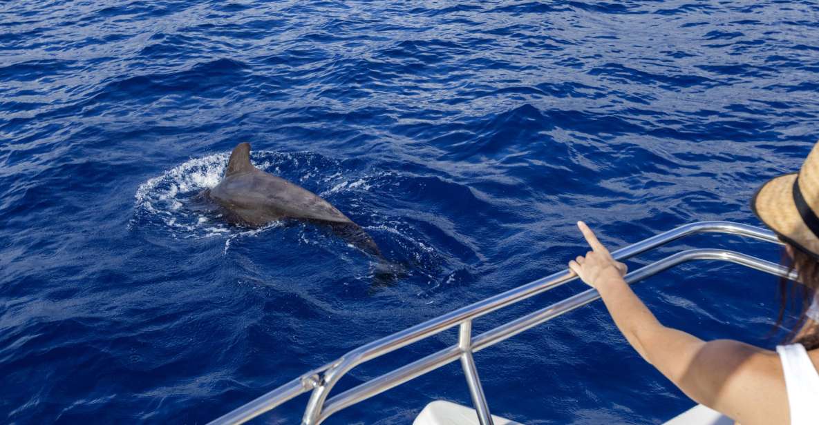 Tenerife: Whale and Dolphin Watching Tour by Sailboat - Tour Highlights