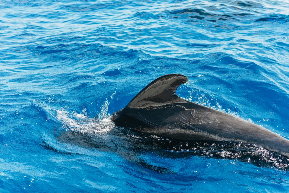 Tenerife: Whale & Dolphin Watching With Drinks and Snacks - Activity Overview