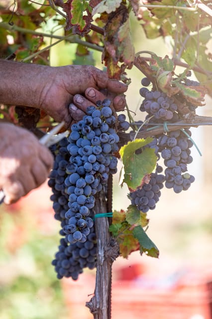 Tenuta Valle Delle Ferle: Wine & Food Tasting in Caltagirone - Overview of Tenuta Valle Delle Ferle