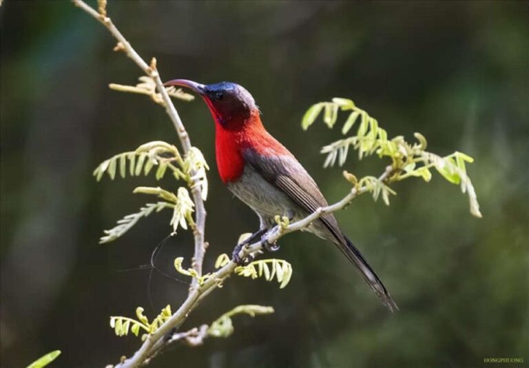 The Best Easy Trek Cuc Phuong National Park