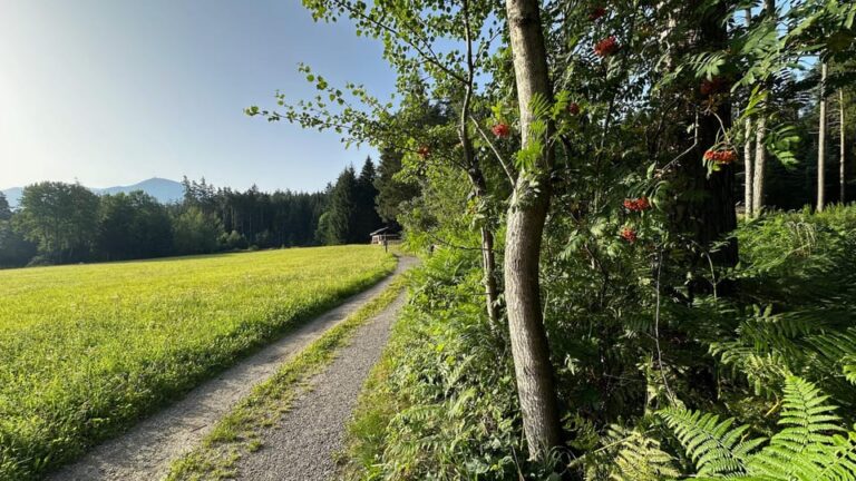 The Forest as an Escape Room for the Whole Family