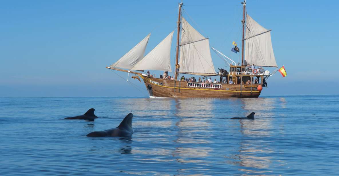 The Giants: Dolphin and Whale Watching Tour With Drinks - Tour Overview and Pricing