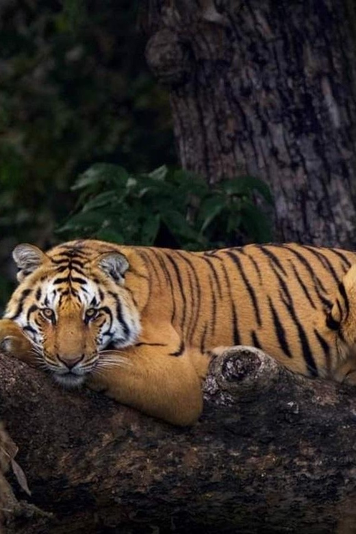 Three-Day Excursion to Jim Corbett National Park - Tour Overview and Pricing