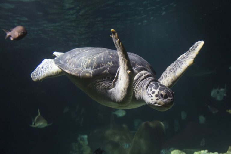 Ticket to SEA LIFE Konstanz