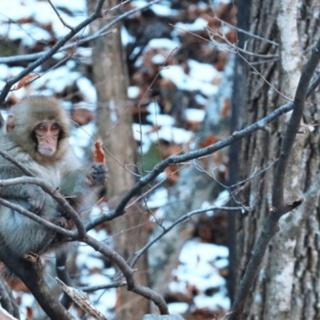 Tokyo: Luxury Snow Monkey Park Private Tour In Land Cruiser - Tour Overview and Pricing