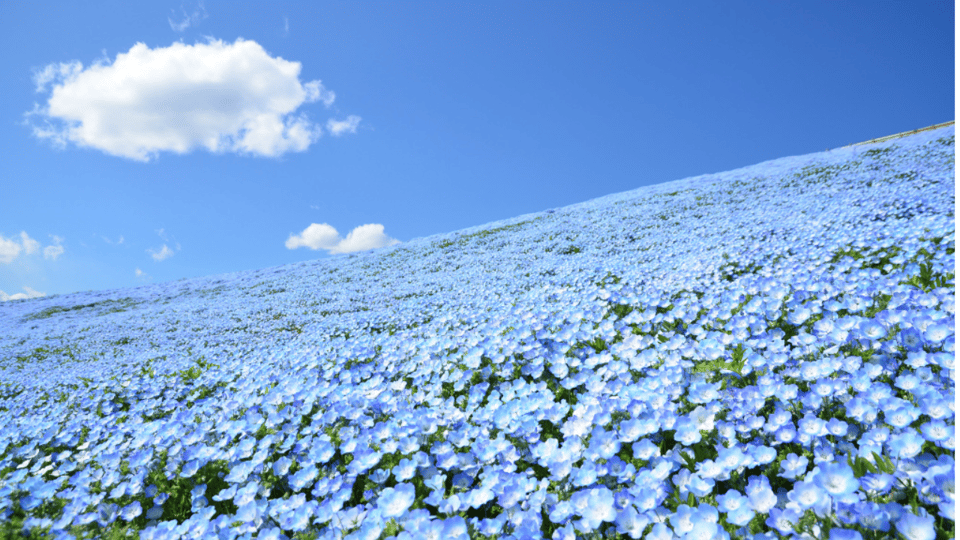 Tokyo:Hitachi Seaside Park and Aquaworld Oarai Aquarium Tour - Discover Aqua World Oarai