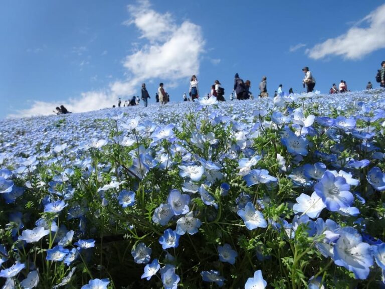 Tokyo:Hitachi Seaside Park/Oarai Isosaki Shrine Private Tour